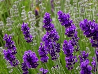 Mùi hương hoa Lavender