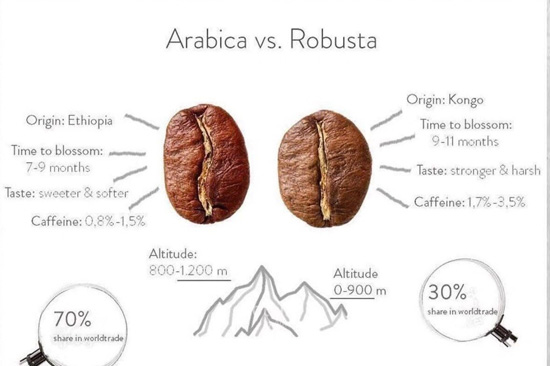 phân biệt hương vị arabica và robusta 