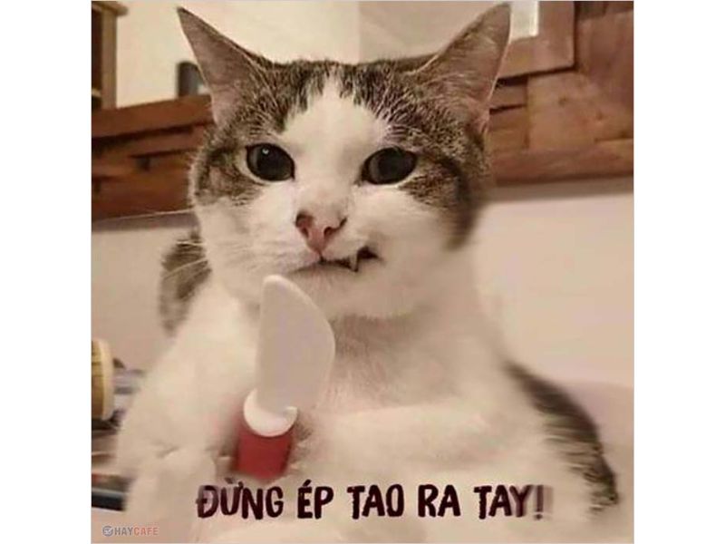 Tổng hợp meme mèo hài bựa, meme mèo cute cực dễ thương - Coolmate